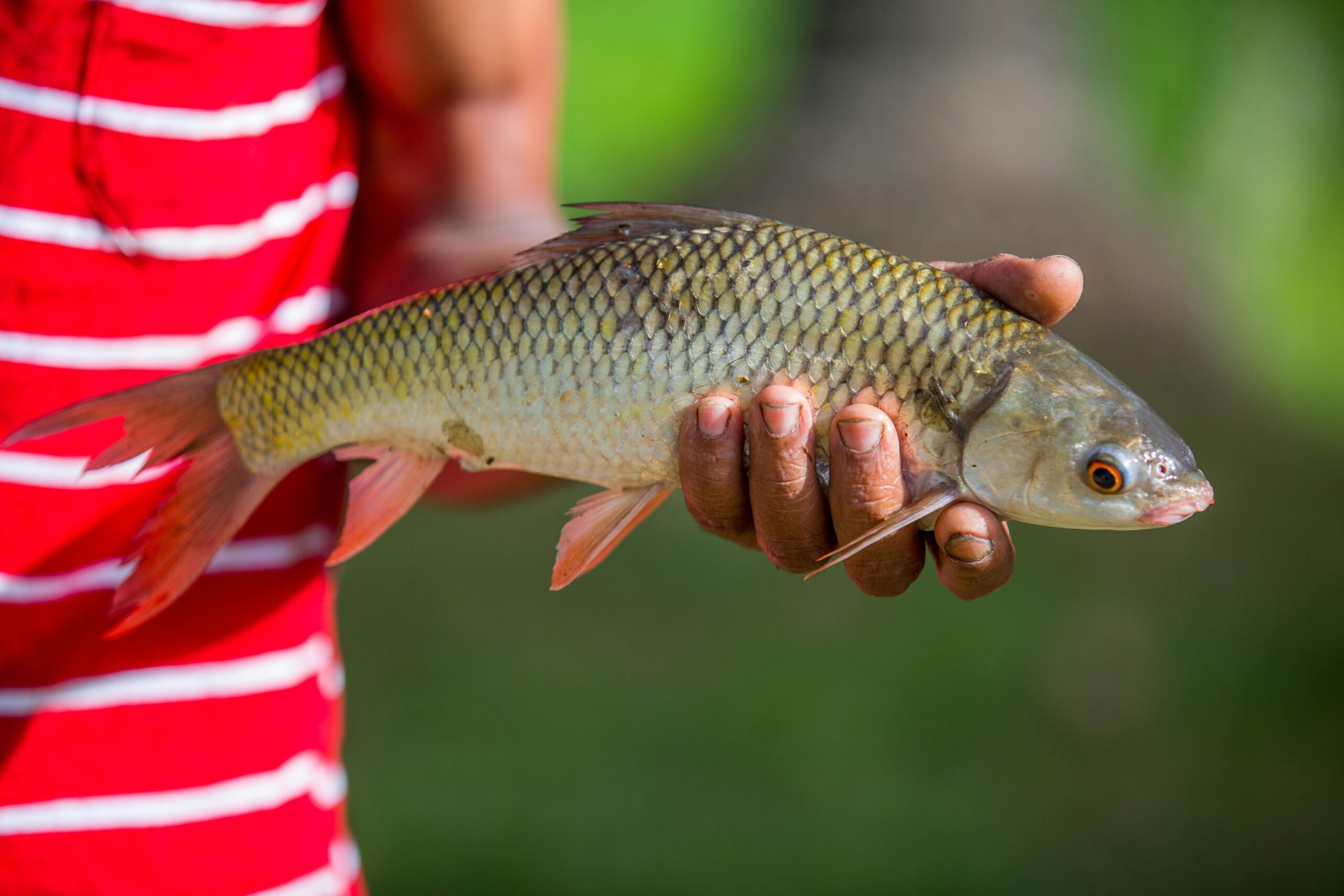 Tilapia: ¿Cuáles son las propiedades y beneficios de este pescado?